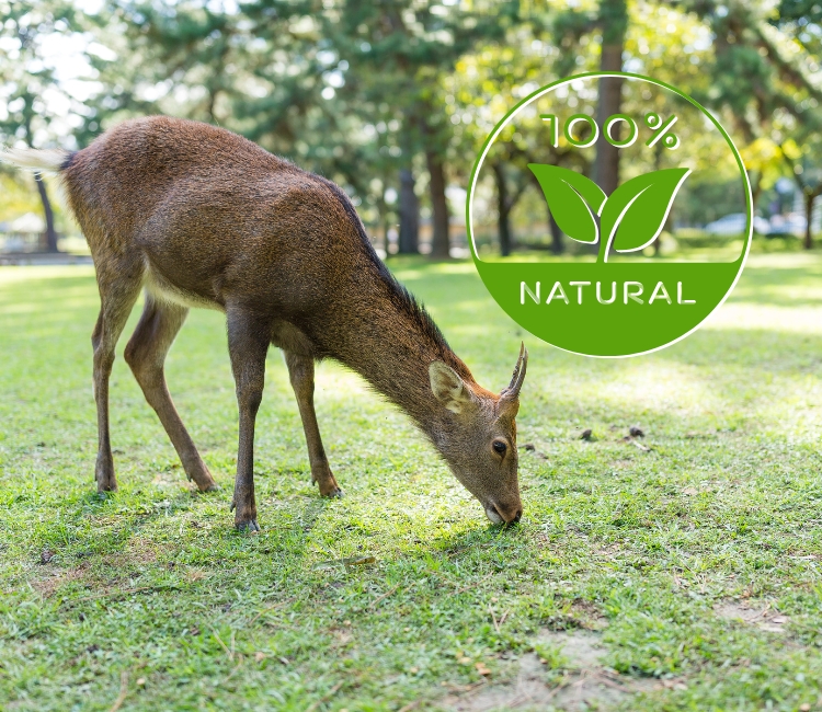 All Natural Deer Deterrent from True Earth Solutions.