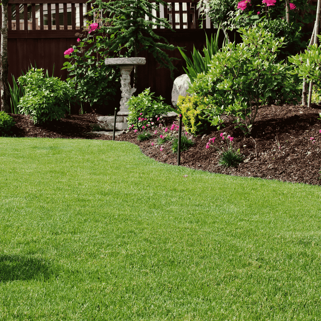 healthy lawn