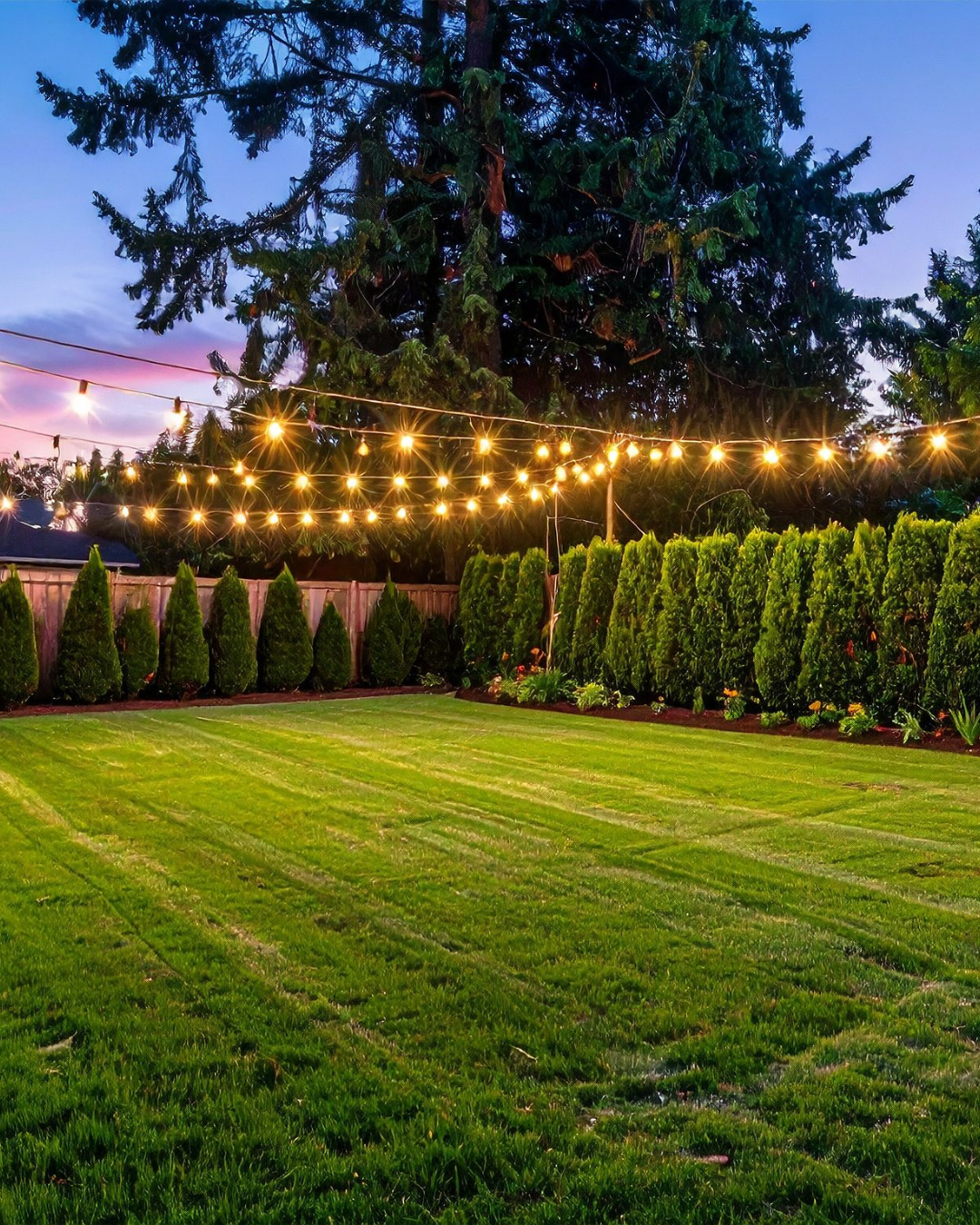 Backyard at dusk with string lights overhead, a manicured green lawn, and tall evergreen hedges along a wooden fence.
